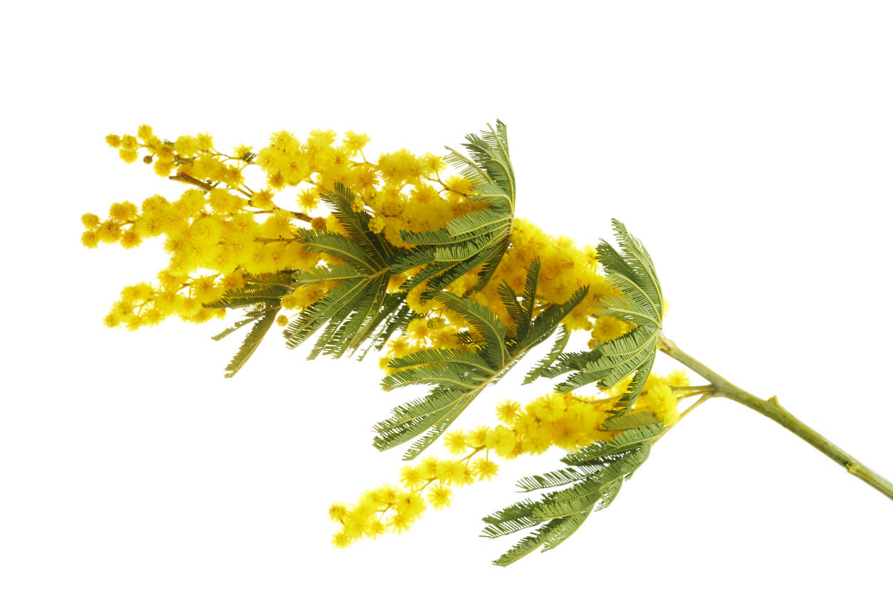 Acacia Mimosa | Triangle Nursery Academy of Flowers | Online Floristry